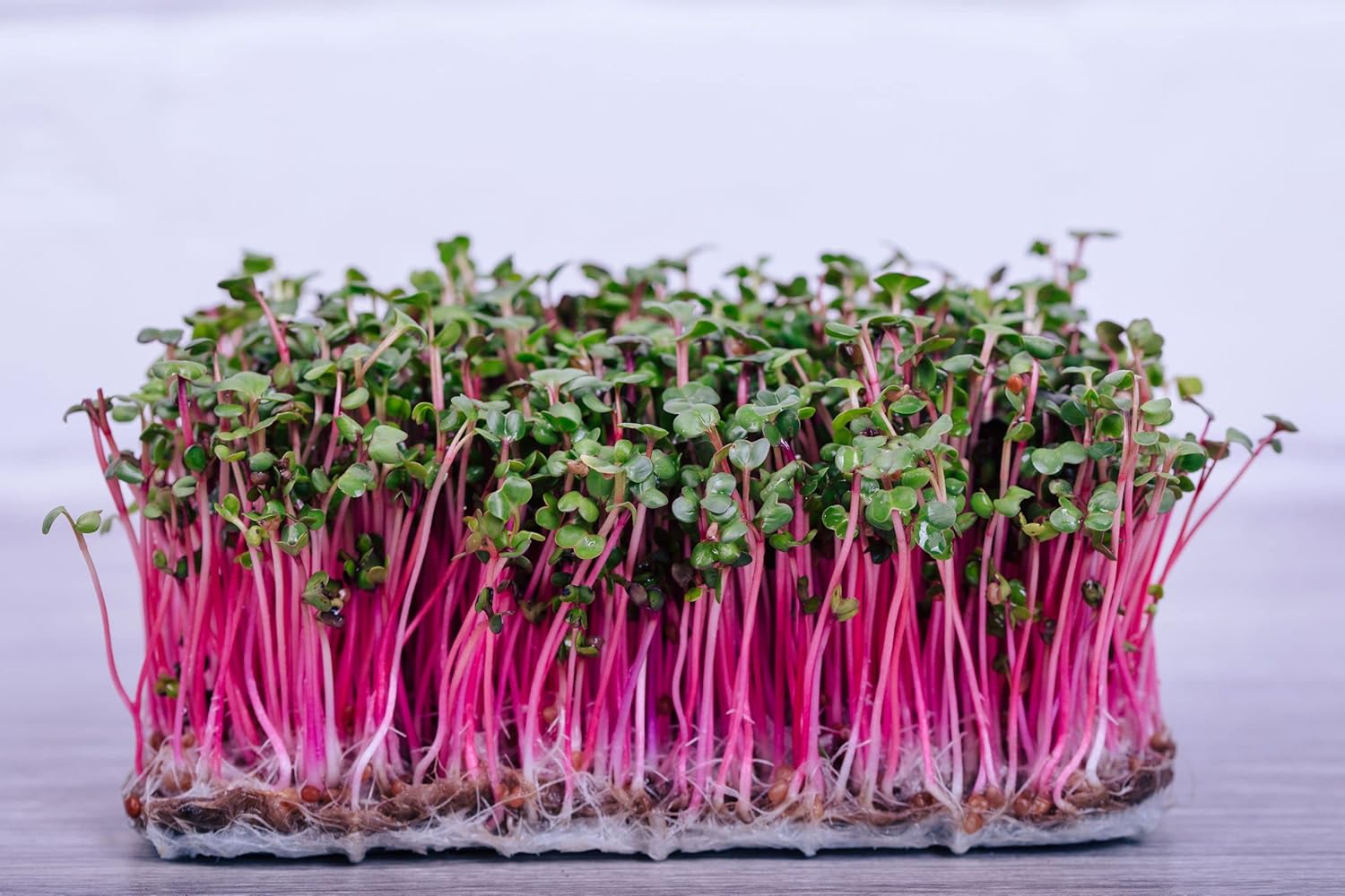 500 g Radieschen Red Coral Sprossen Samen Microgreens Keimsaat Bio ...